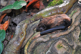 The Nyctlaus leisleri bat: better-informed environmental decisions should improve its conservation prospects ©David Guixé