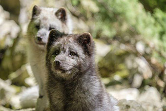 Renewed EU funding will keep a Scandinavian Arctic fox program going -  ArcticToday