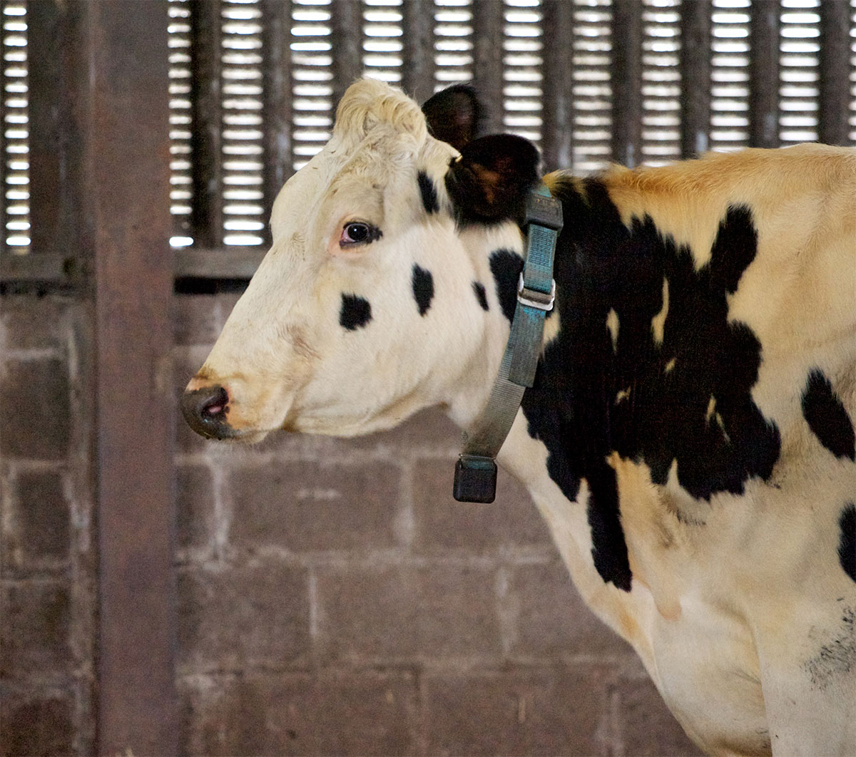 Data gathered from collar-mounted accelerometers can indicate early signs of illness, such as lameness, in individual cows. Image credit - Ivan Andonovic