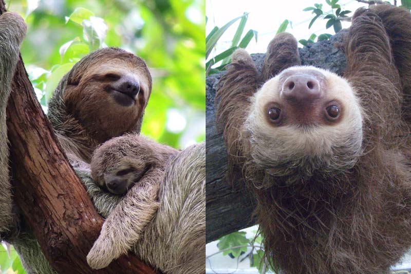 Sloths: how did two different animals wind up looking so similar? |  Research and Innovation