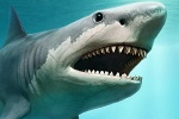 An illustration of what a megalodon may have looked like. (Warpaintcobra/iStock/Getty Images Plus)