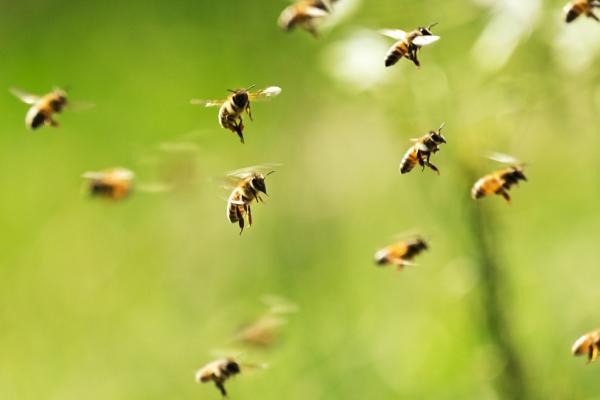 Miniature robotics and AI can help build healthier bee colonies, benefitting biodiversity and food supply. © 0 Lorenzo Bernini 0, Shutterstock.com