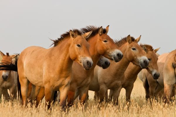  Researchers discovered that Botai horses were, in fact, the ancestors of Przewalski’s horses, an endangered population of more than 500 wild horses living today in Mongolia. © Yantar, Shutterstock